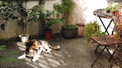 Animals Dogs indoors