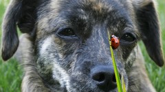 Animals Dogs insects ladybirds