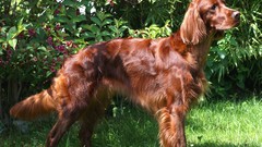 Animals Dogs irish setter irish setter red setter