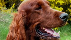 Animals Dogs irish setter irish setter red setter
