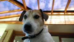 Animals Dogs Jack Russell