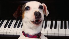 Animals Dogs Jack Russell Terrier