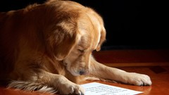 Animals Dogs Journal