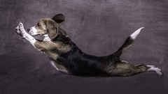 Animals Dogs jumping