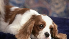 Animals Dogs king charles