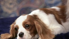 Animals Dogs king charles spaniel