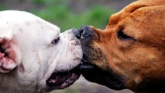Animals Dogs kissing