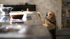 Animals Dogs kitchen beagle
