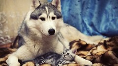 Animals Dogs Kittens
