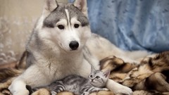 Animals Dogs Kittens