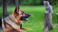 Animals Dogs Kittens friend