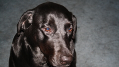 Animals Dogs labrador retriever