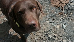 Animals Dogs labrador retriever