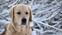 Animals Dogs labrador retriever
