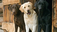 Animals Dogs labrador retriever
