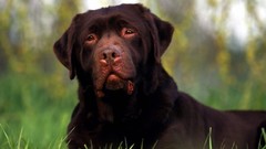 Animals Dogs labrador retriever