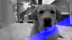 Animals Dogs labrador retriever