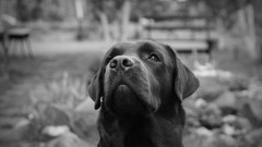 Animals Dogs labrador retriever grayscale