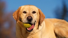 Animals Dogs labrador retriever tennis balls