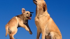 Animals Dogs Labradors