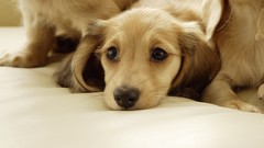 Animals Dogs Labradors pets labrador retriever