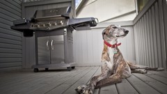 Animals Dogs Leaning