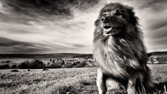 Animals Dogs liondog