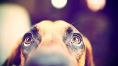 Animals Dogs looking up