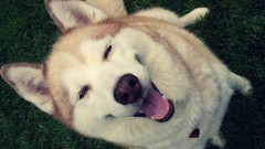 Animals Dogs looking up