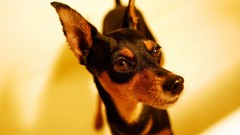 Animals Dogs miniature Pintcher