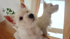 Animals Dogs mirrors