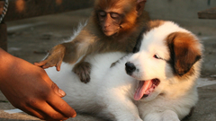 Animals Dogs monkeys