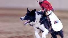 Animals Dogs monkeys border