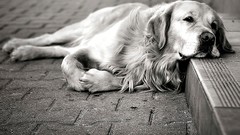 Animals Dogs monochrome