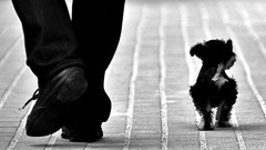 Animals Dogs monochrome