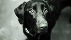 Animals Dogs monochrome