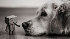 Animals Dogs monochrome danboard