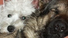 Animals Dogs multiscreen