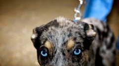 Animals Dogs national geographic blue eyes