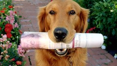 Animals Dogs newspapers