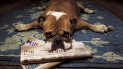 Animals Dogs newspapers funny floor lying down wood floor Rugs