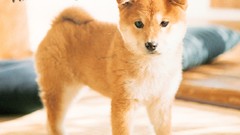 Animals Dogs nintendo nintendo ds Nintendogs