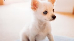 Animals Dogs nintendo nintendo ds Nintendogs