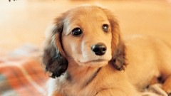 Animals Dogs nintendo nintendo ds Nintendogs