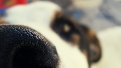 Animals Dogs Noses