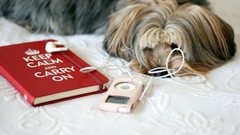 Animals Dogs Objects Keep Calm and