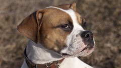 Animals Dogs outdoors pets