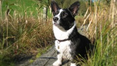 Animals Dogs outdoors pets