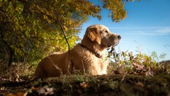 Animals Dogs outdoors pets