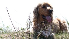 Animals Dogs outdoors pets